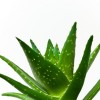 Interessantes zum Aloe Vera Trinkgel