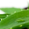 Aloe Vera Gel Anwendungs- und Kauftipps