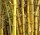 Ratgeber zum Bambusbett kaufen