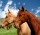Ratgeber zur Pferdeversicherung