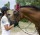 Ratgeber zur Pferdehaftpflichtversicherung