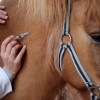 Ratgeber zur Pferde OP-Versicherung