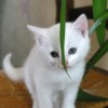 Ratgeber zu giftigen Zimmerpflanzen für Katzen