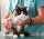 Katzenkrankenversicherungen im Vergleich